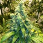 Buy Indica Strains Australia,Mail Order Indica Strain Australia,Indica Strains For Sale Australia,Buy Best Indica Strain Australia,Buy Indica Strains Cheap